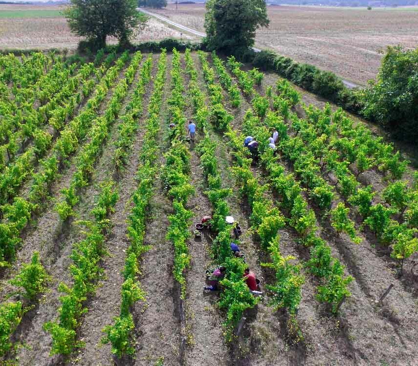 vendanges au domaine La trochoire