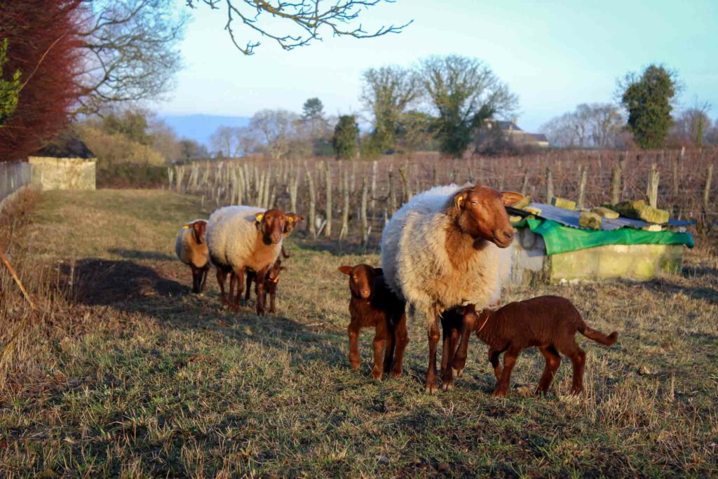 Moutons et agneaux dans des vignes